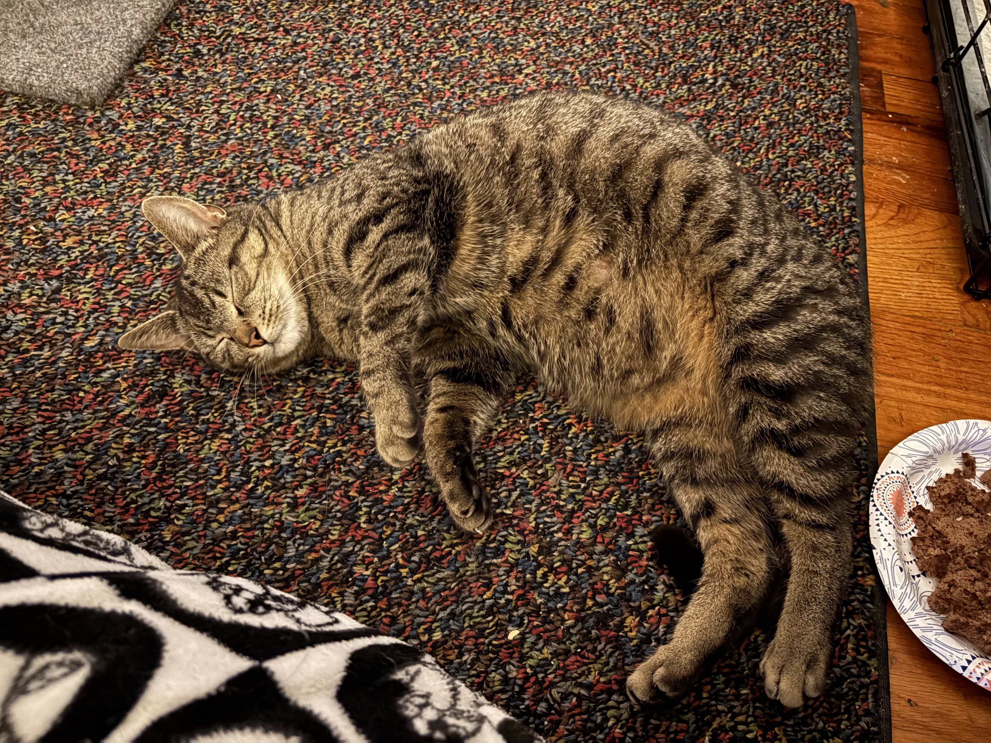 A chubby gray tabby cat curled up a her side on a rug next to a person sitting on the floor. Her eyes are closed and she looks relaxed.