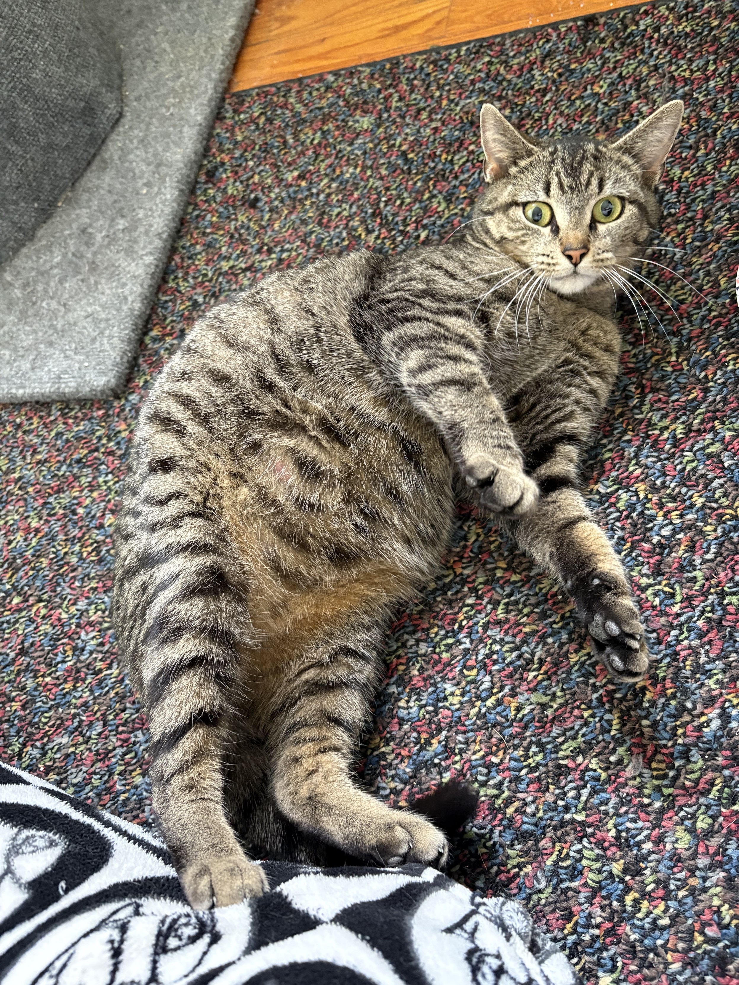 A gray tabby cat with a big round belly lying on her side looking up in surprise.
