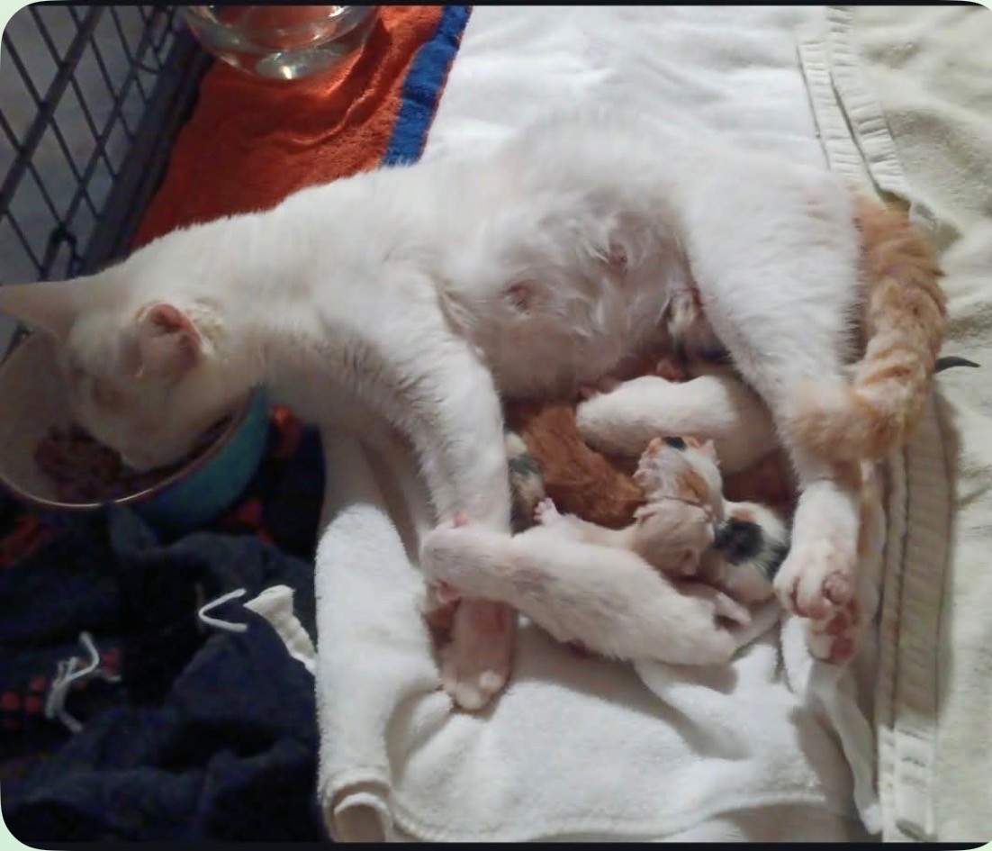 A white and orange cat eating out of a food bowl while lying on her side and nursing a whole pile of hours-old kittens, mostly orange and white and calico.