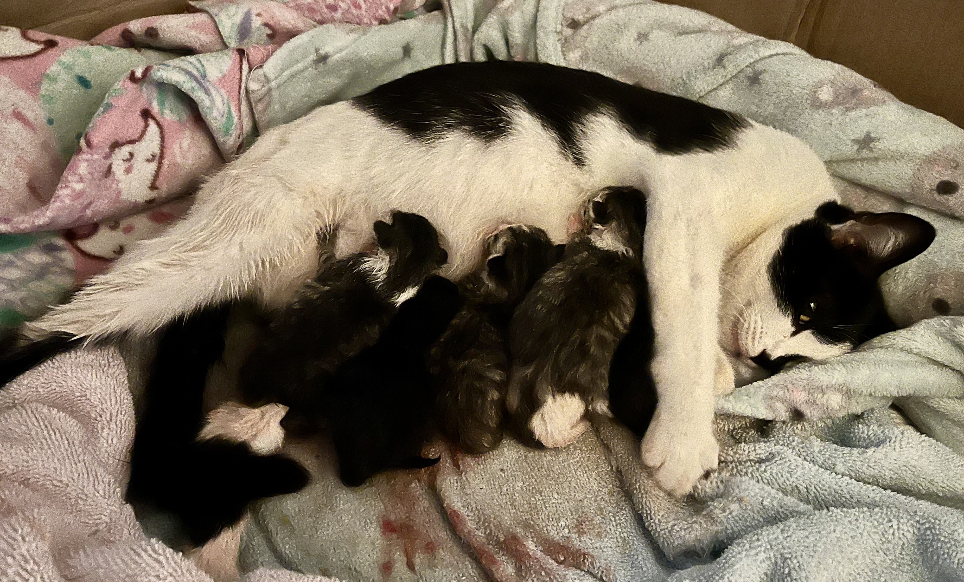 A black and white cat lying on her side nursing a litter of hours-old kittens, mostly gray tabbies.