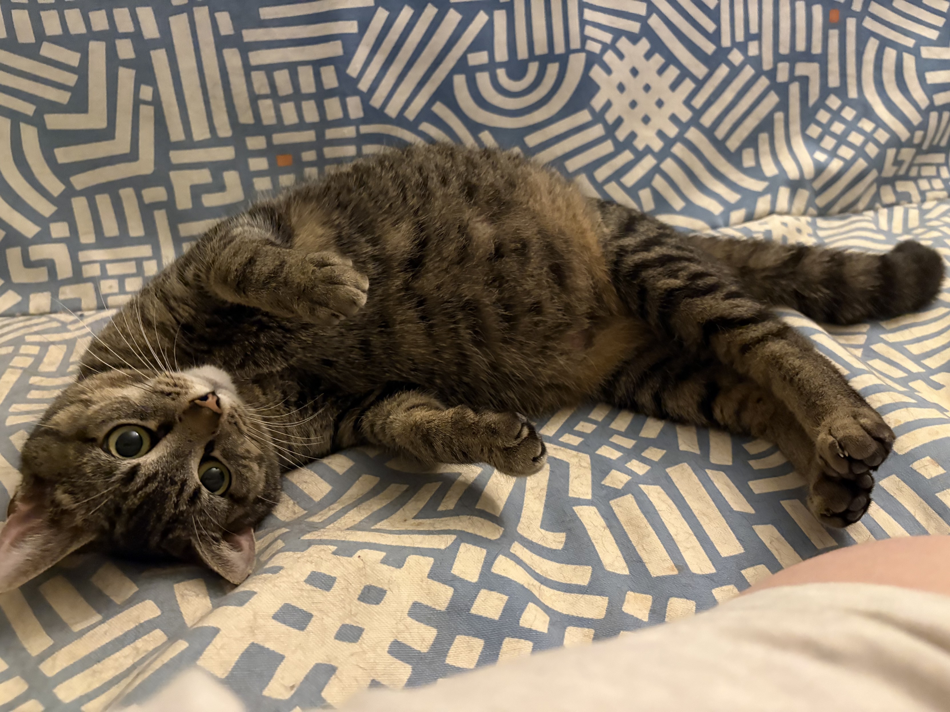 A gray tabby cat rolled over onto her side and looking cutely at the camera. She’s real chubby!