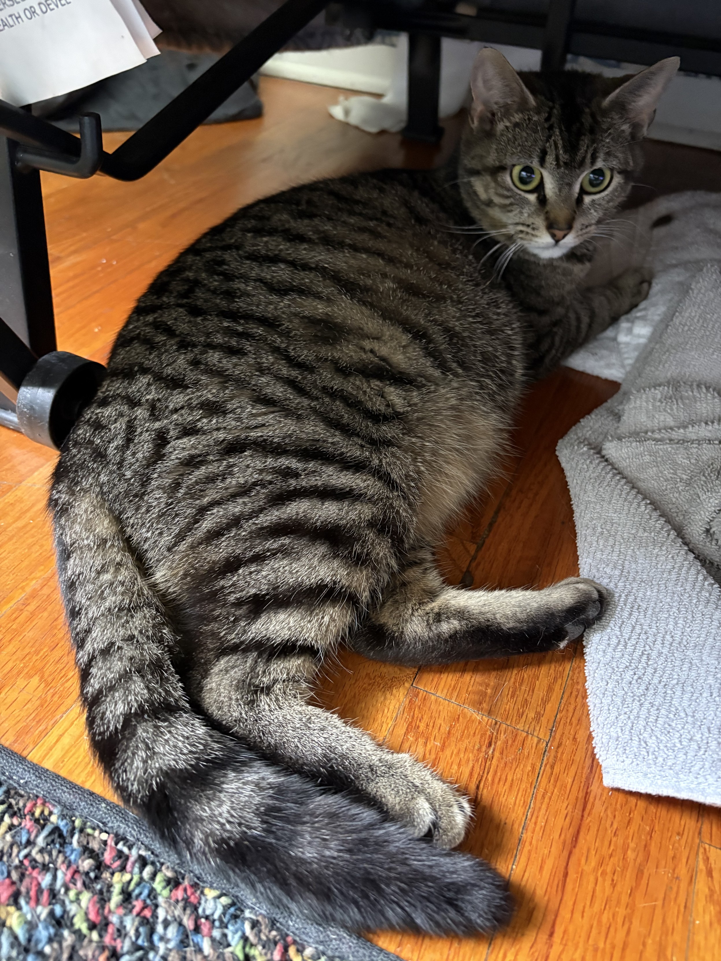 A very round gray tabby cat, lying on a hardwood floor.
