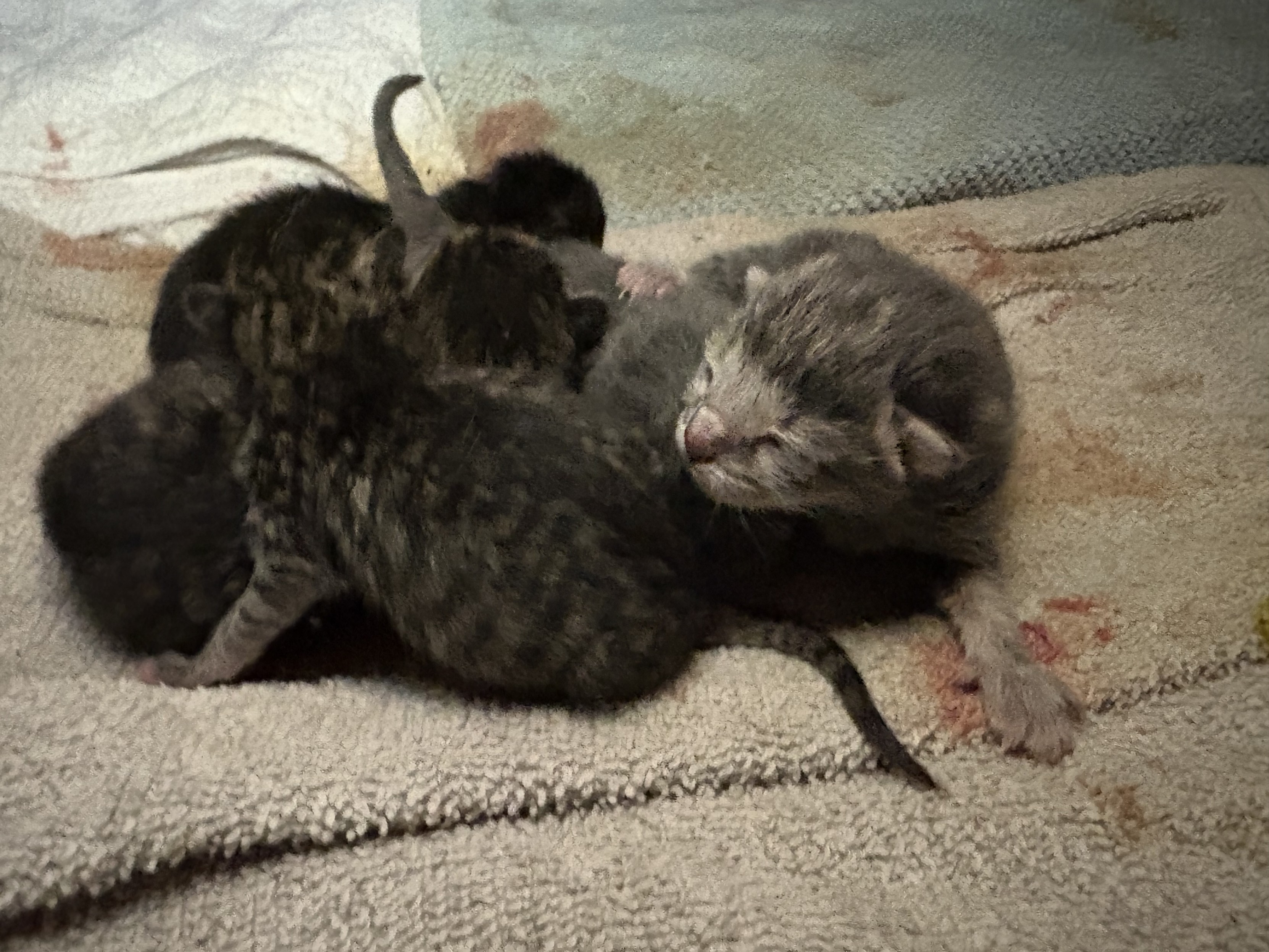 A cuddle pile of the above-described newborn kittens. This one focuses on the face of one of the blue-gray ones.