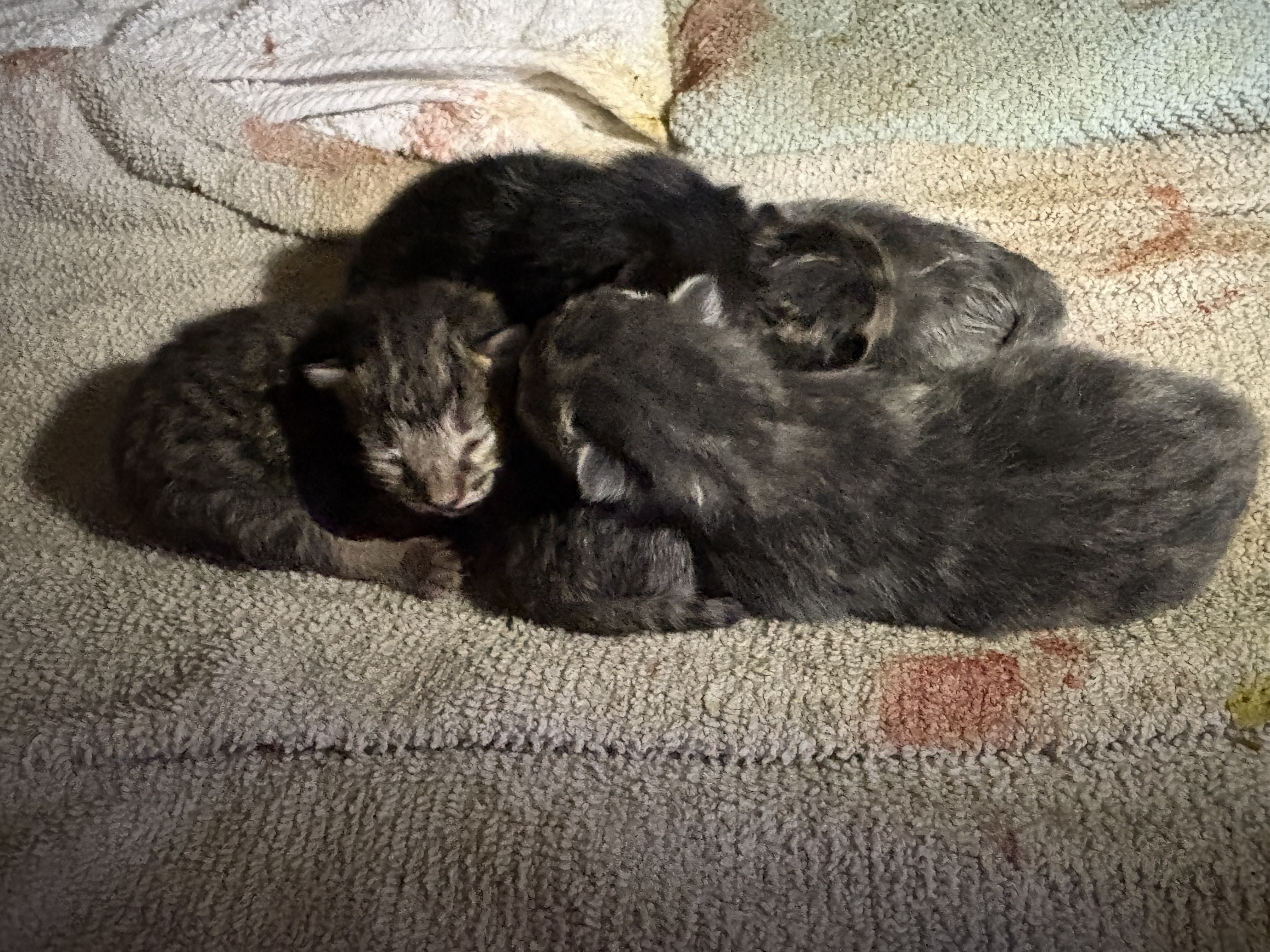 A cuddle pile of the above-described newborn kittens. Here you can see a little brown-gray tabby’s face peeking out.