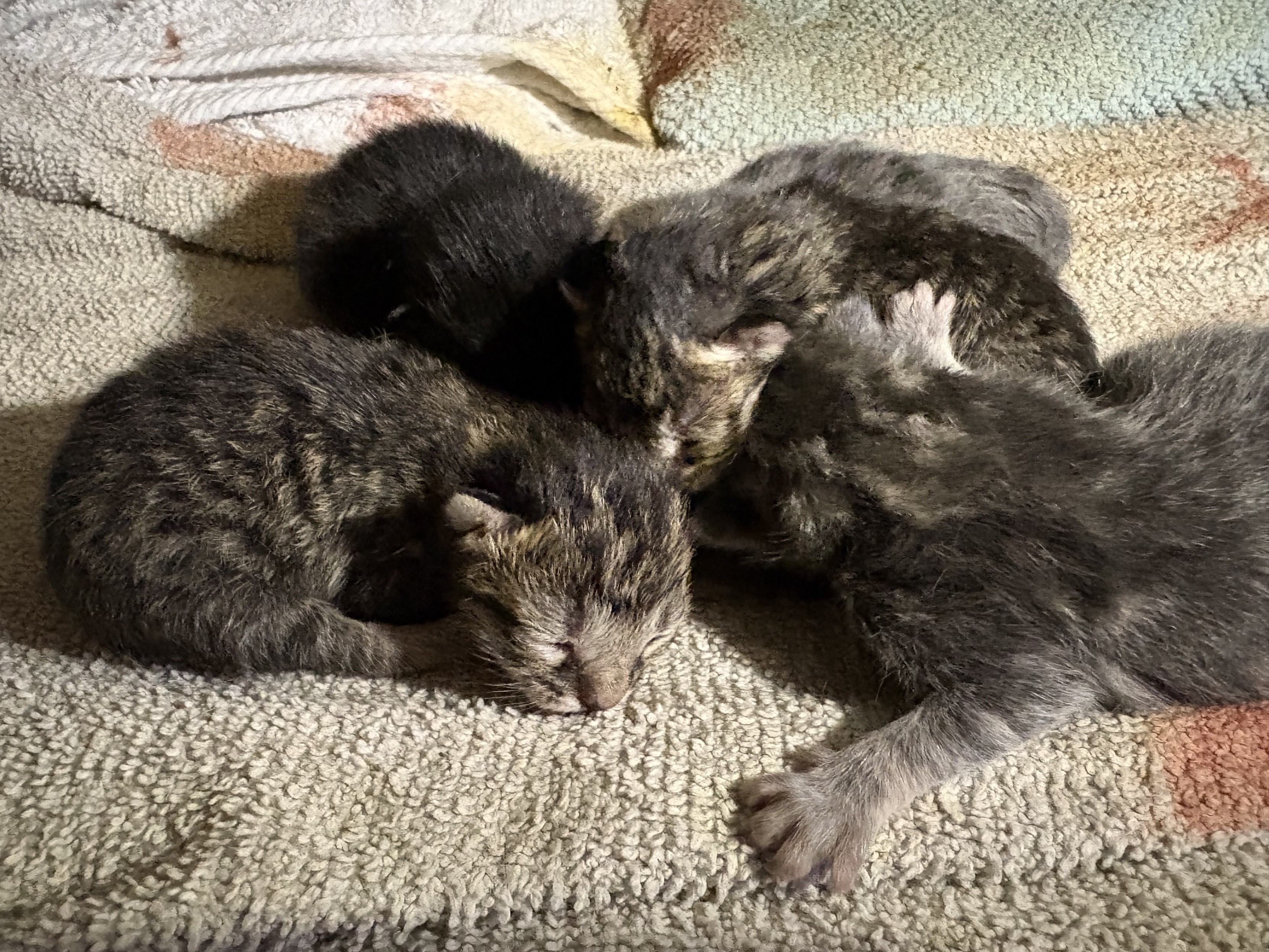 A cuddle pile of the above-described newborn kittens.