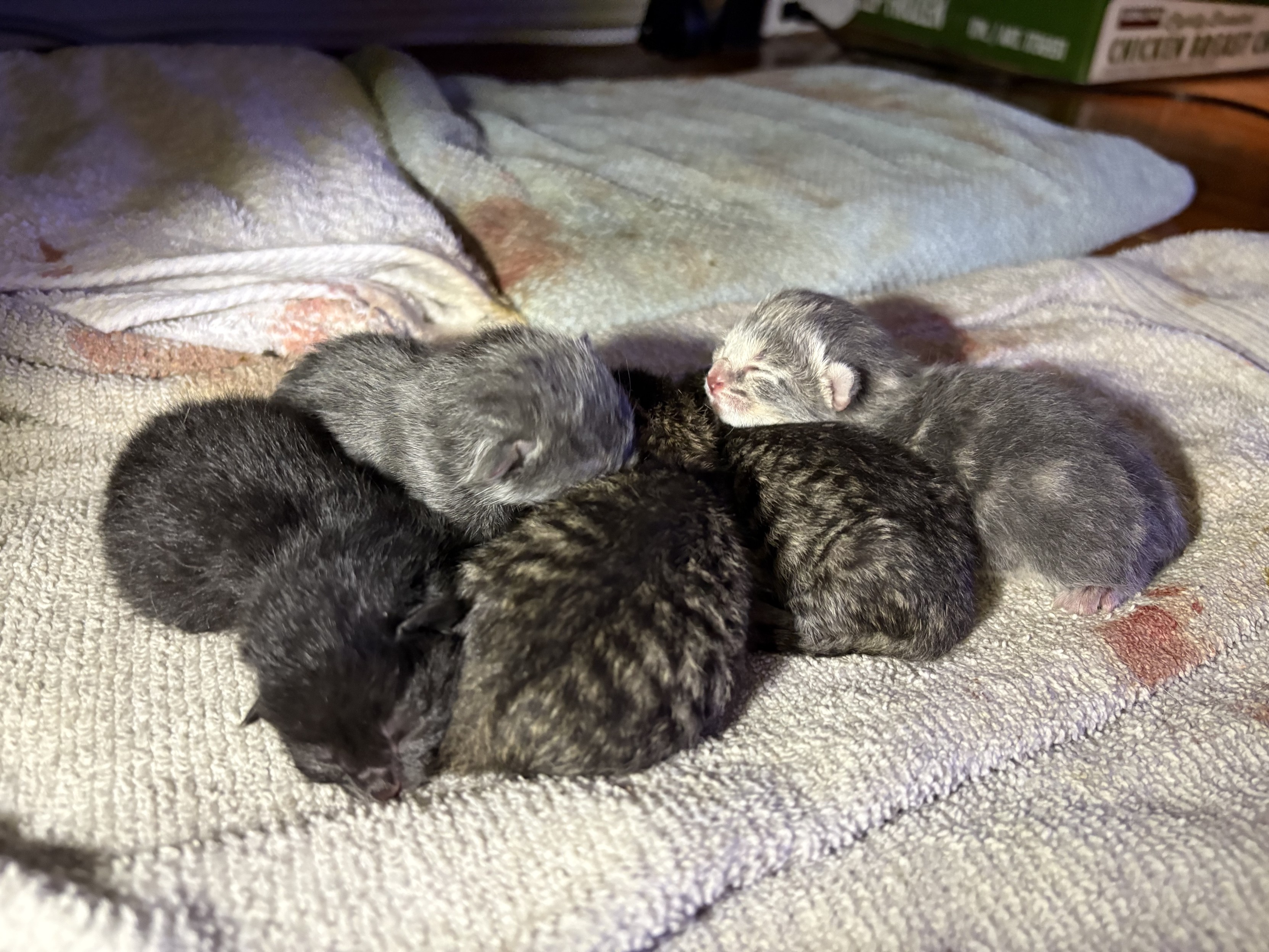 A cuddle pile of the above-described newborn kittens.