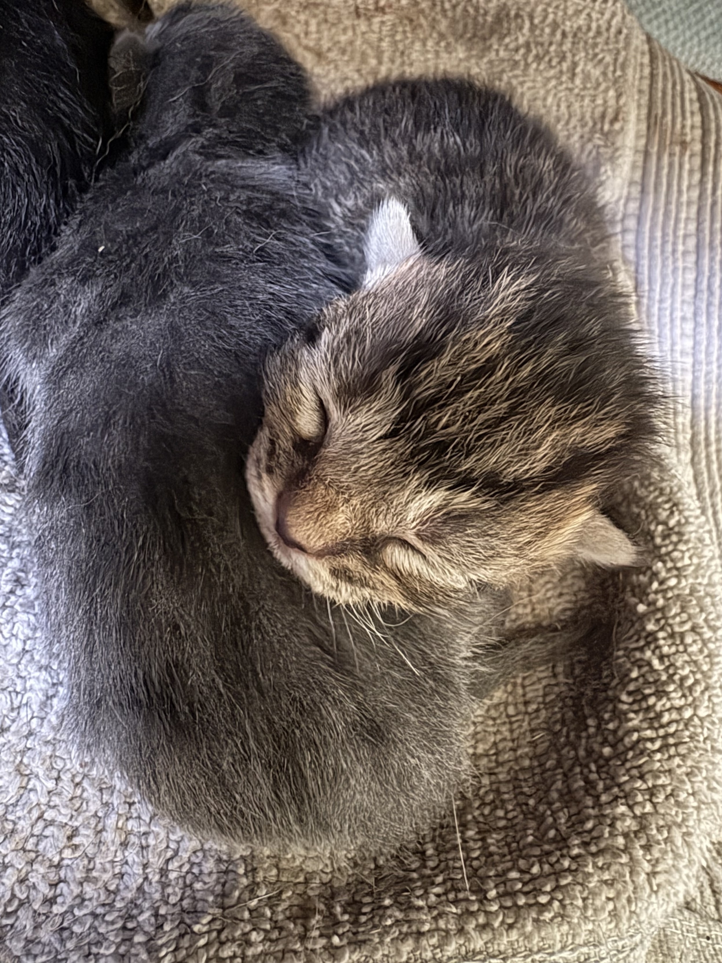 A close-up of a day-old tabby kitten’s little face.