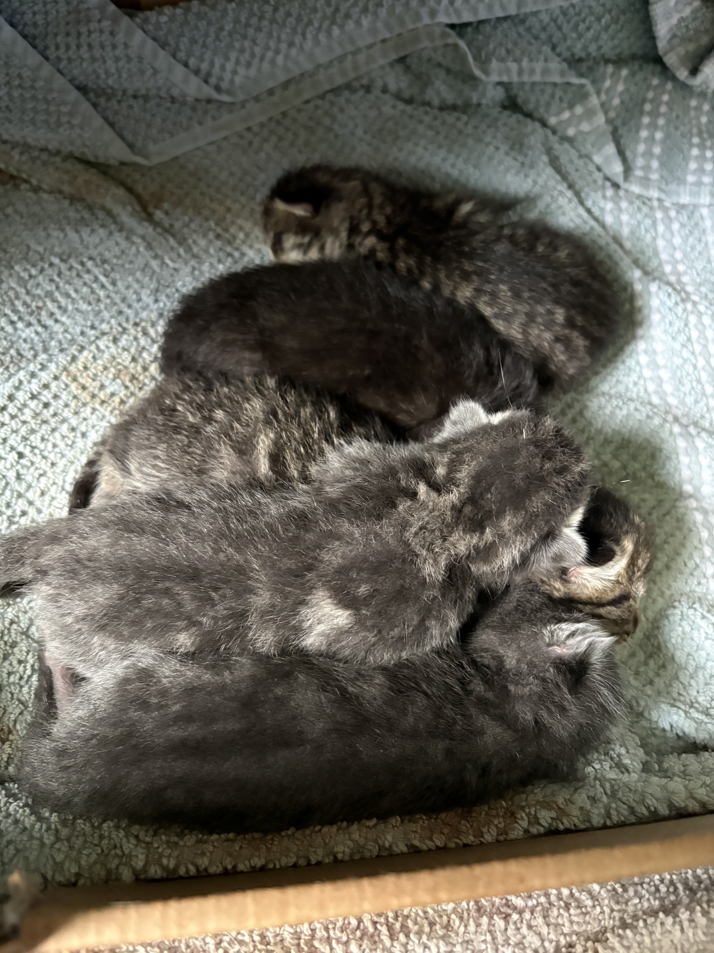 Five three-day-old kittens in various shades of gray, all sleeping in a row.