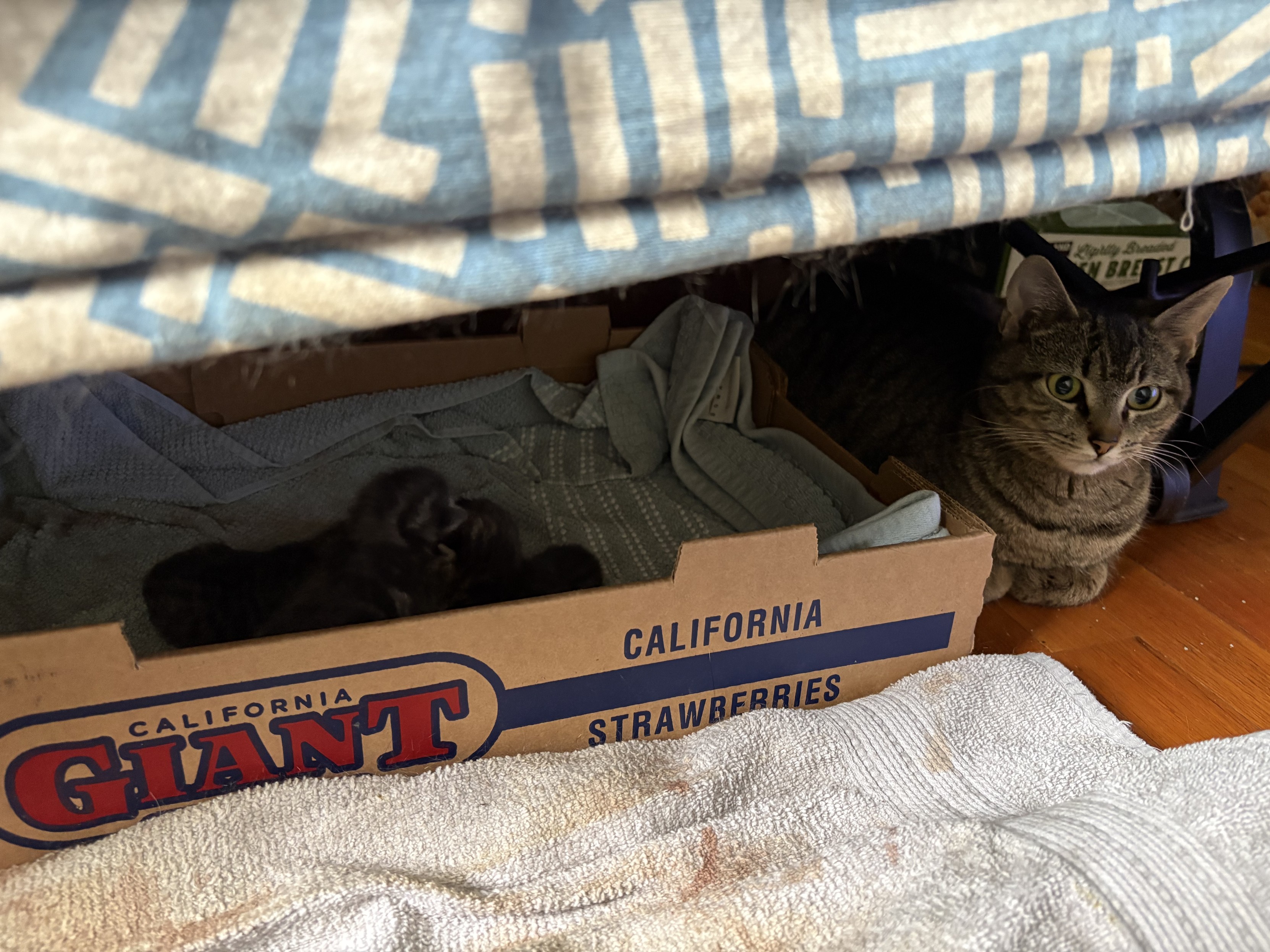 A gray tabby cat sitting in a proper loaf form next to a low cardboard box under a couch. There’s a cuddle pile of infant kittens in the box.