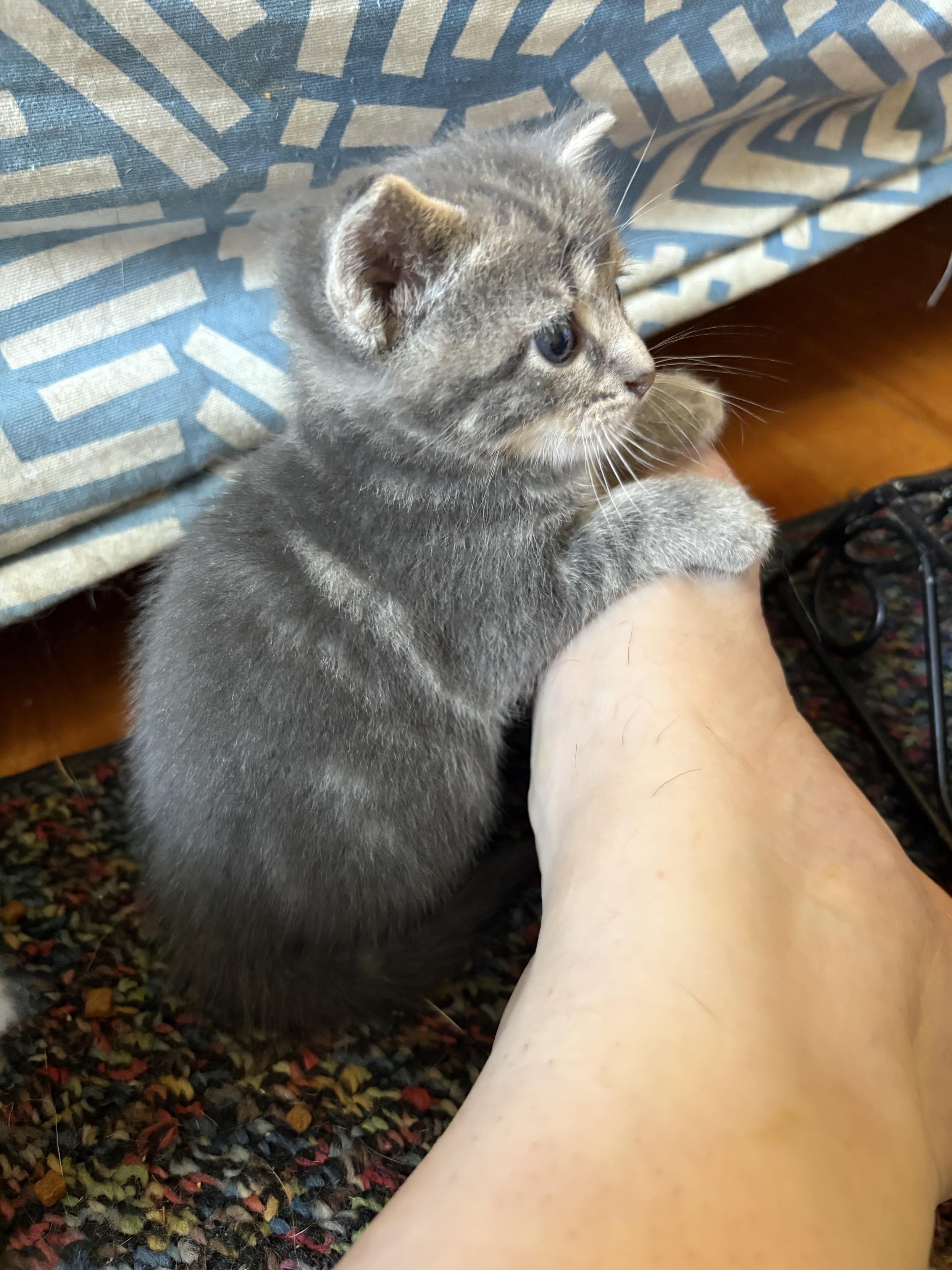 A month-old silver-gray tabby kitten sitting up with his front paws on a person’s foot, looking intently at something off-camera.
