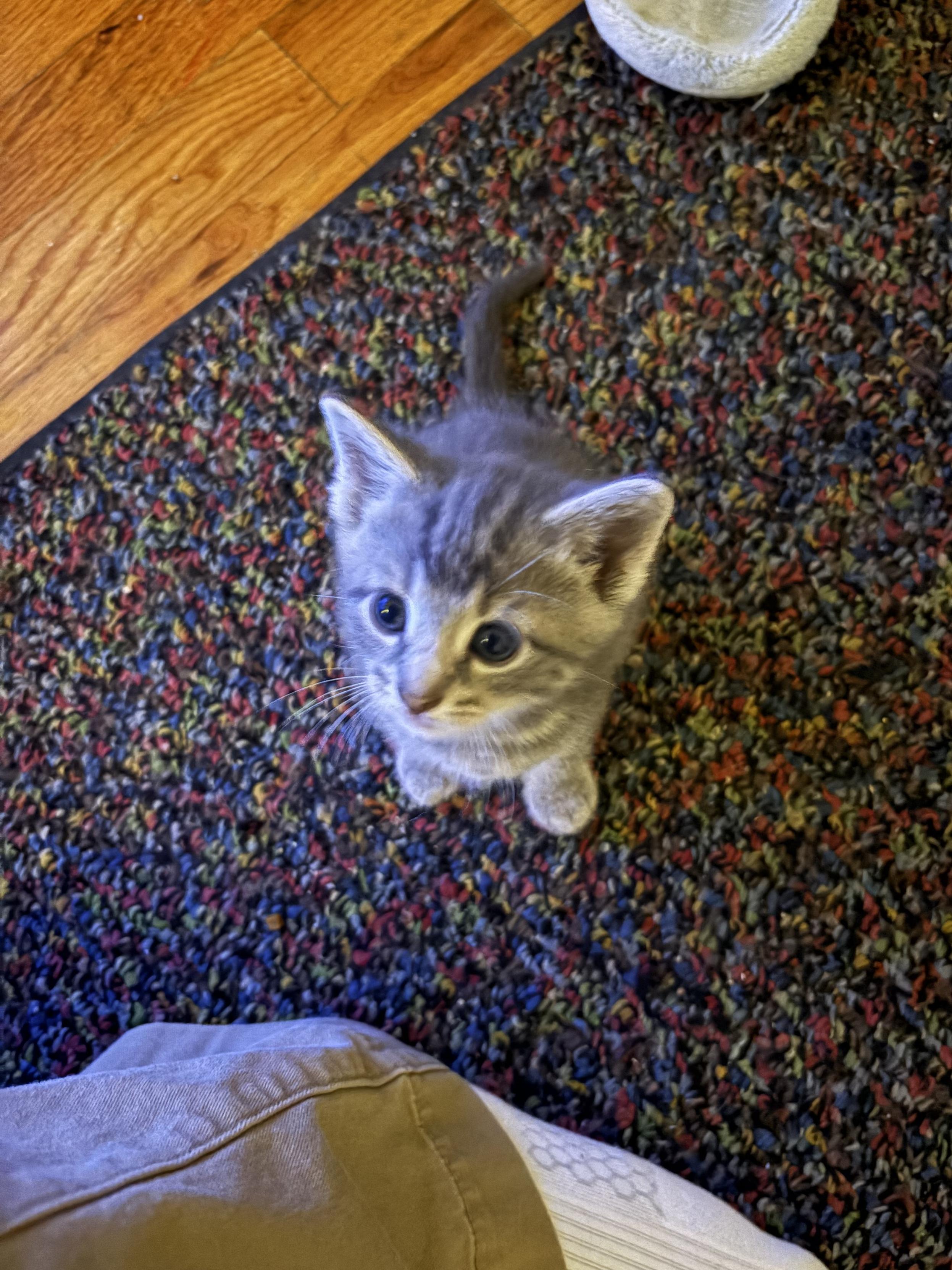 A month-old silver-gray tabby kitten sitting daintily on the floor and looking up at the photographer.
