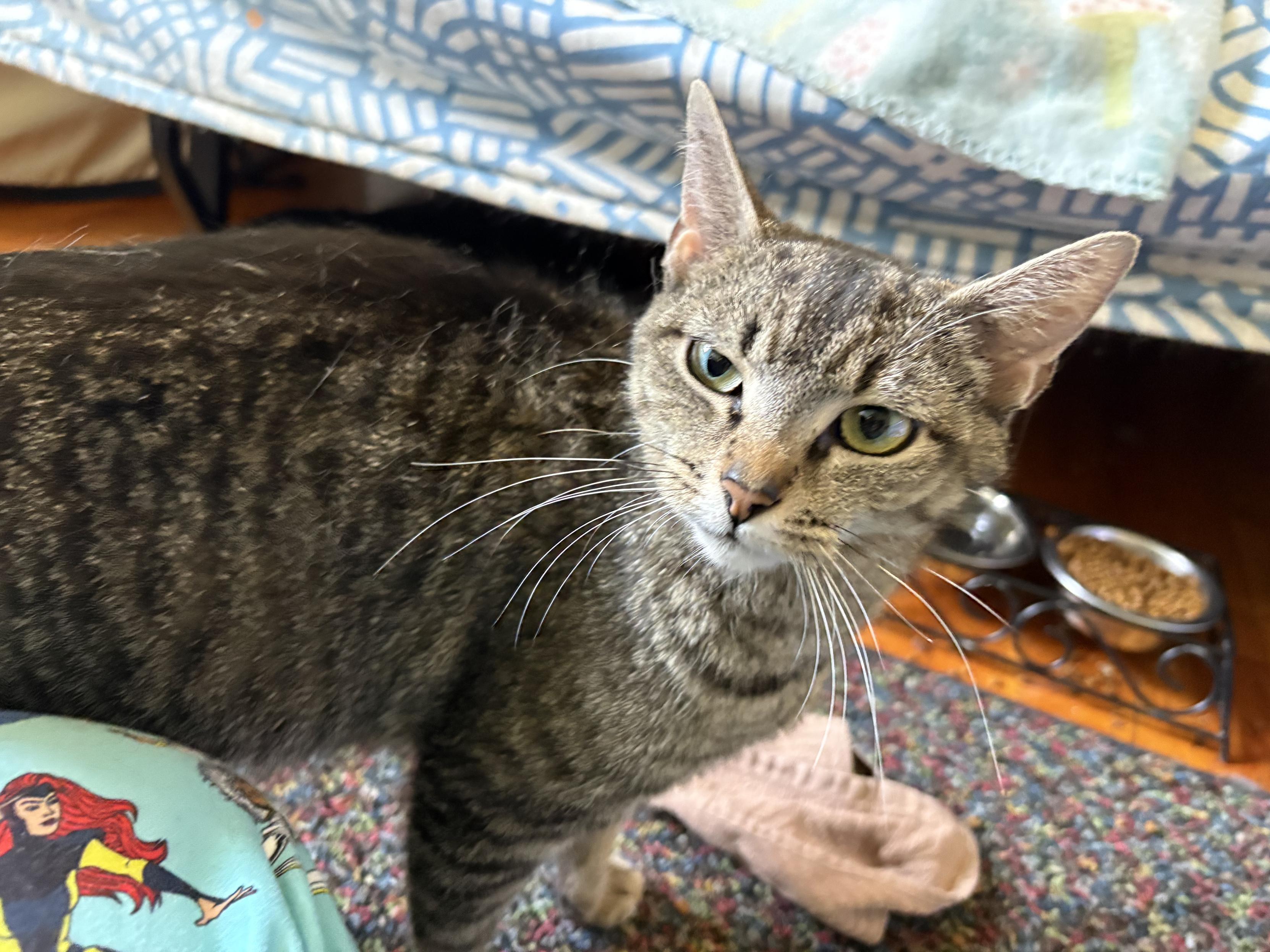 An adult brown-gray tabby cat, looking at me a little skeptically.