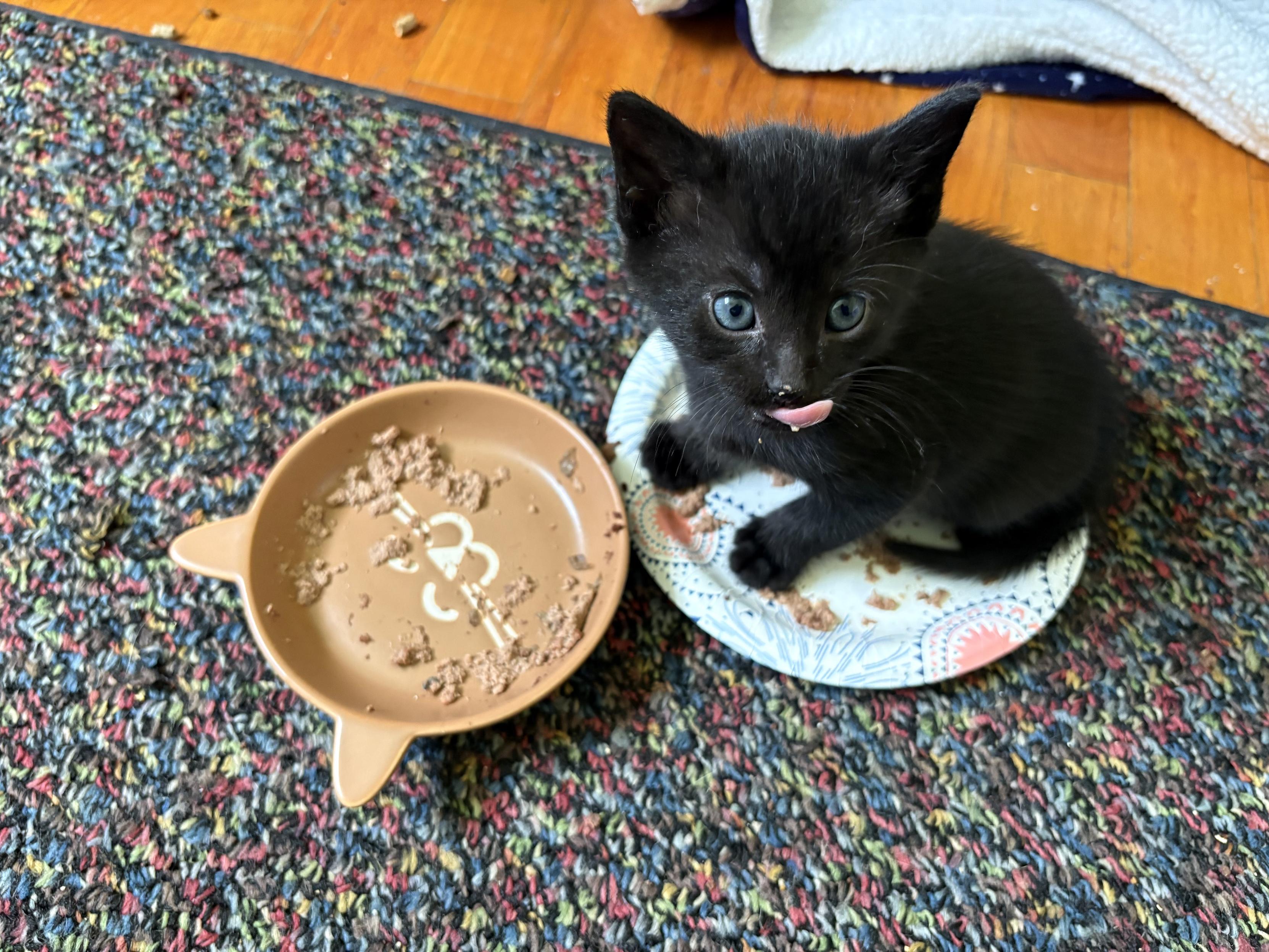 A cat food dish and a small paper plate next to each other on the floor, both with a little wet food still in them. A 5-week-old black kitten is sitting entirely in the paper plate and looking up at the camera, licking his lips.
