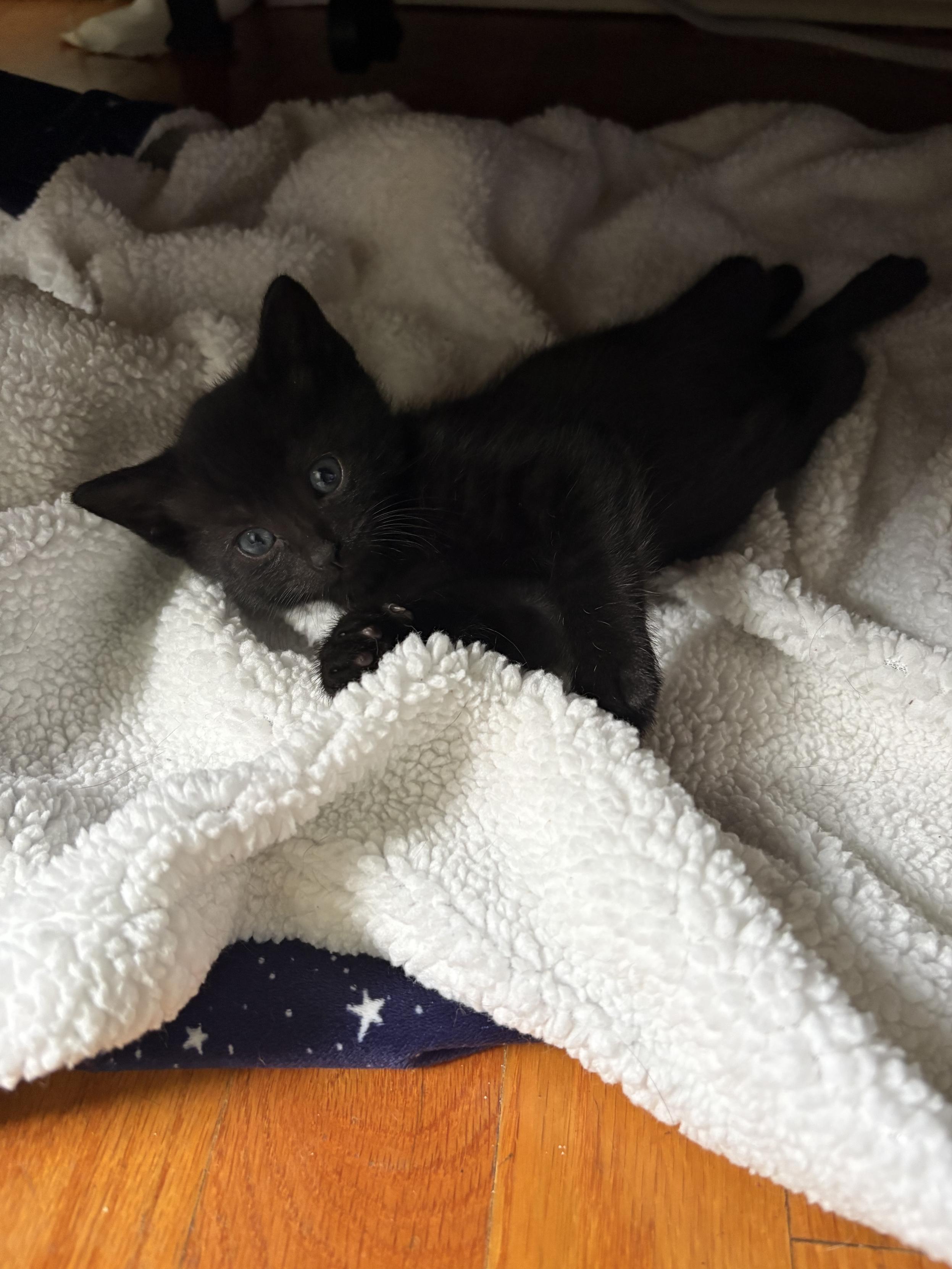 A 5-week-old black kitten stretched out on a white fleece blanket.