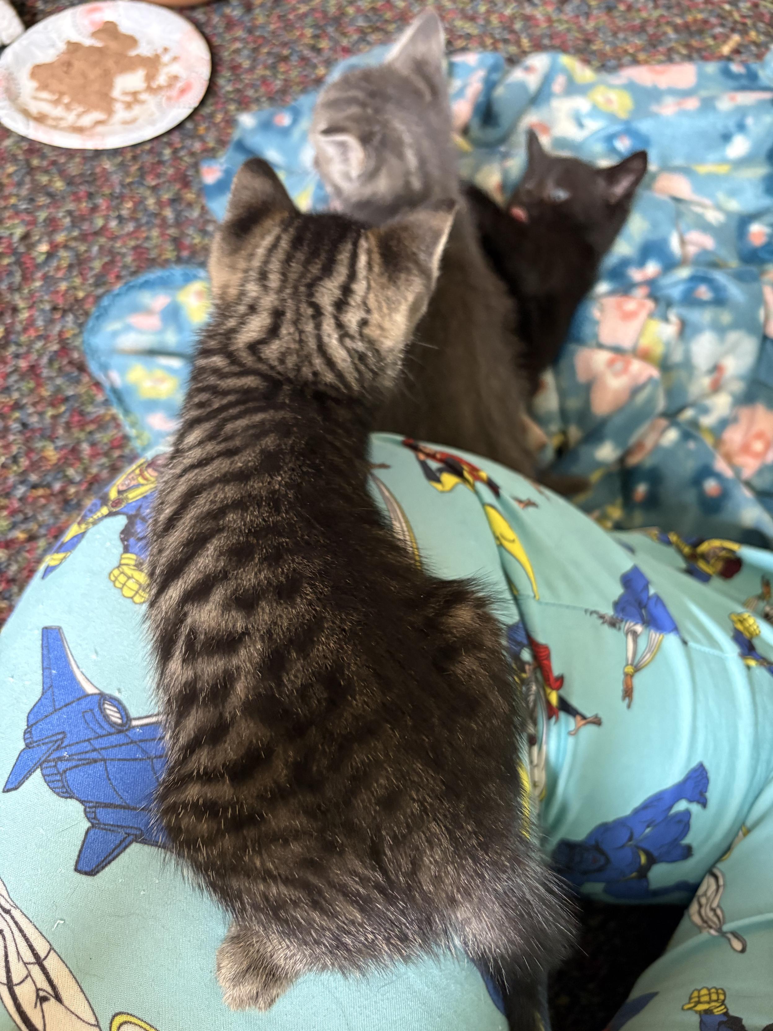 Three nearly 6-week-old kittens in varying shades of gray and black wrestling on a person’s X-Men-pajamaed knee.