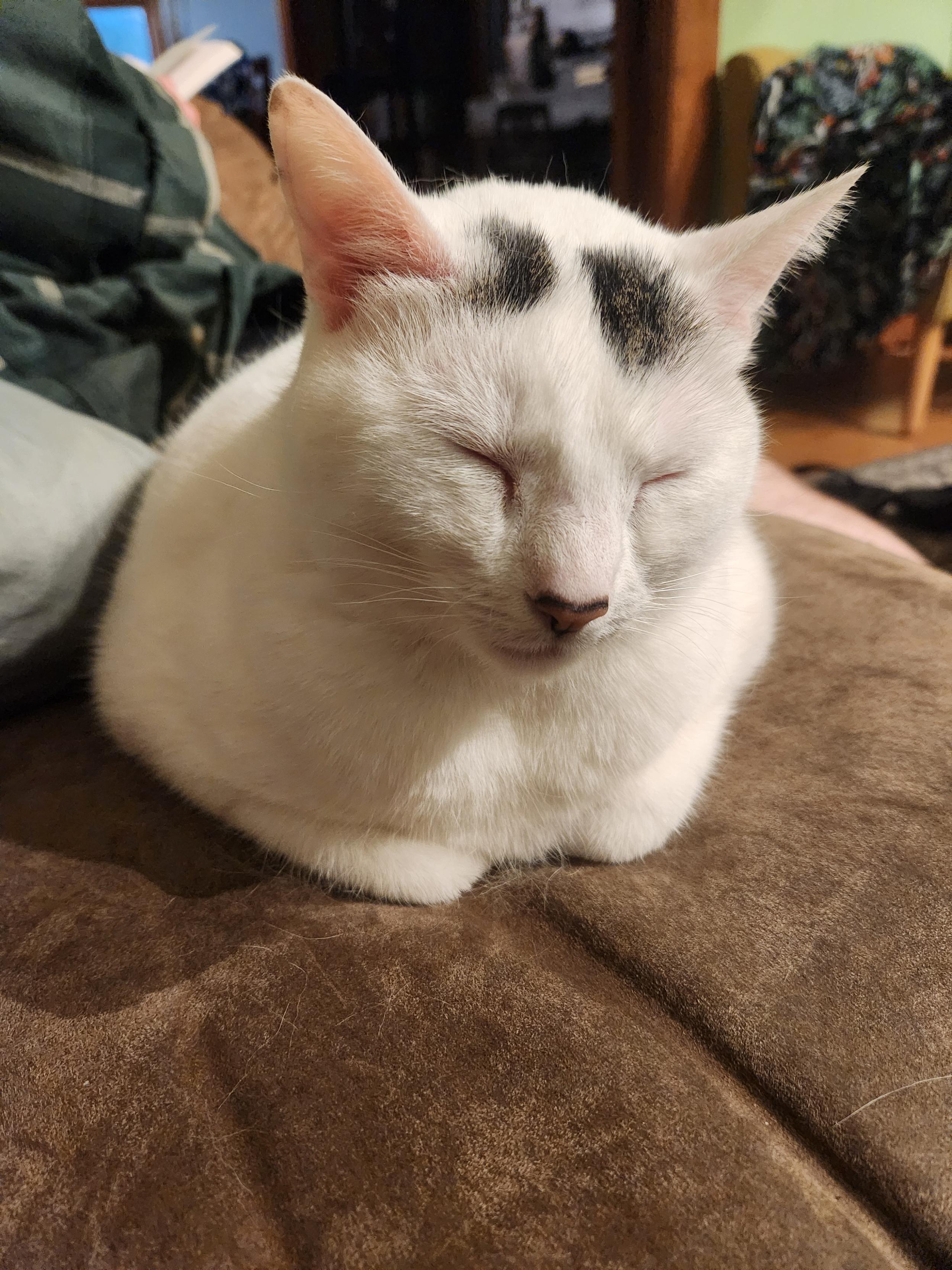 A white cat with two black splotches on her face, perfectly loafed on a brown suede sofa. Her eyes are closed and her feet are tucked under her body, the perfect picture of cat contentment. In the background, a guy in a green flannel shirt is reading. He's sitting beside her.