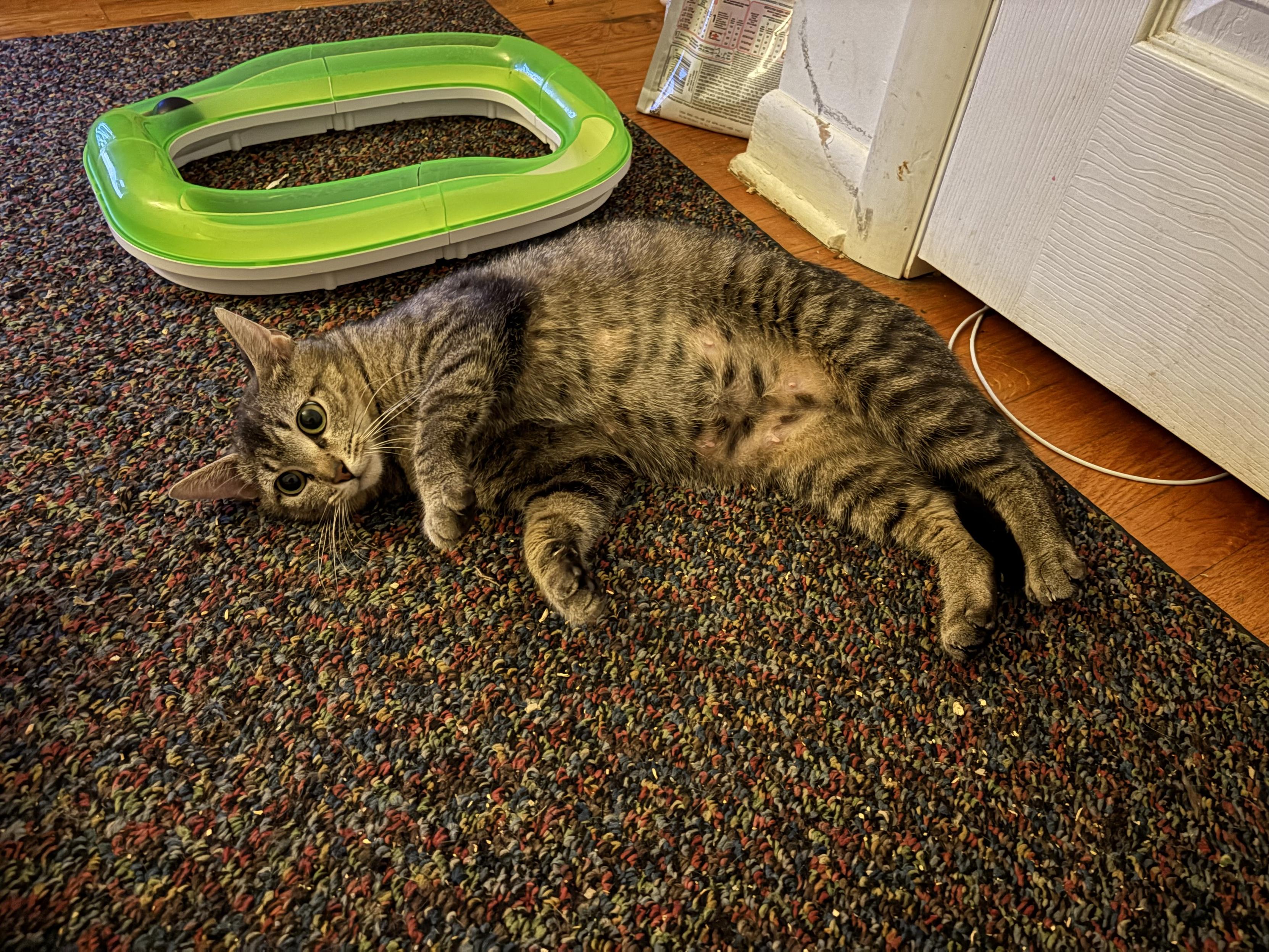 A brown-gray tabby cat rolled over on her side on the floor, showing her tummy and looking very sweet. The fur has mostly regrown around her nipples.