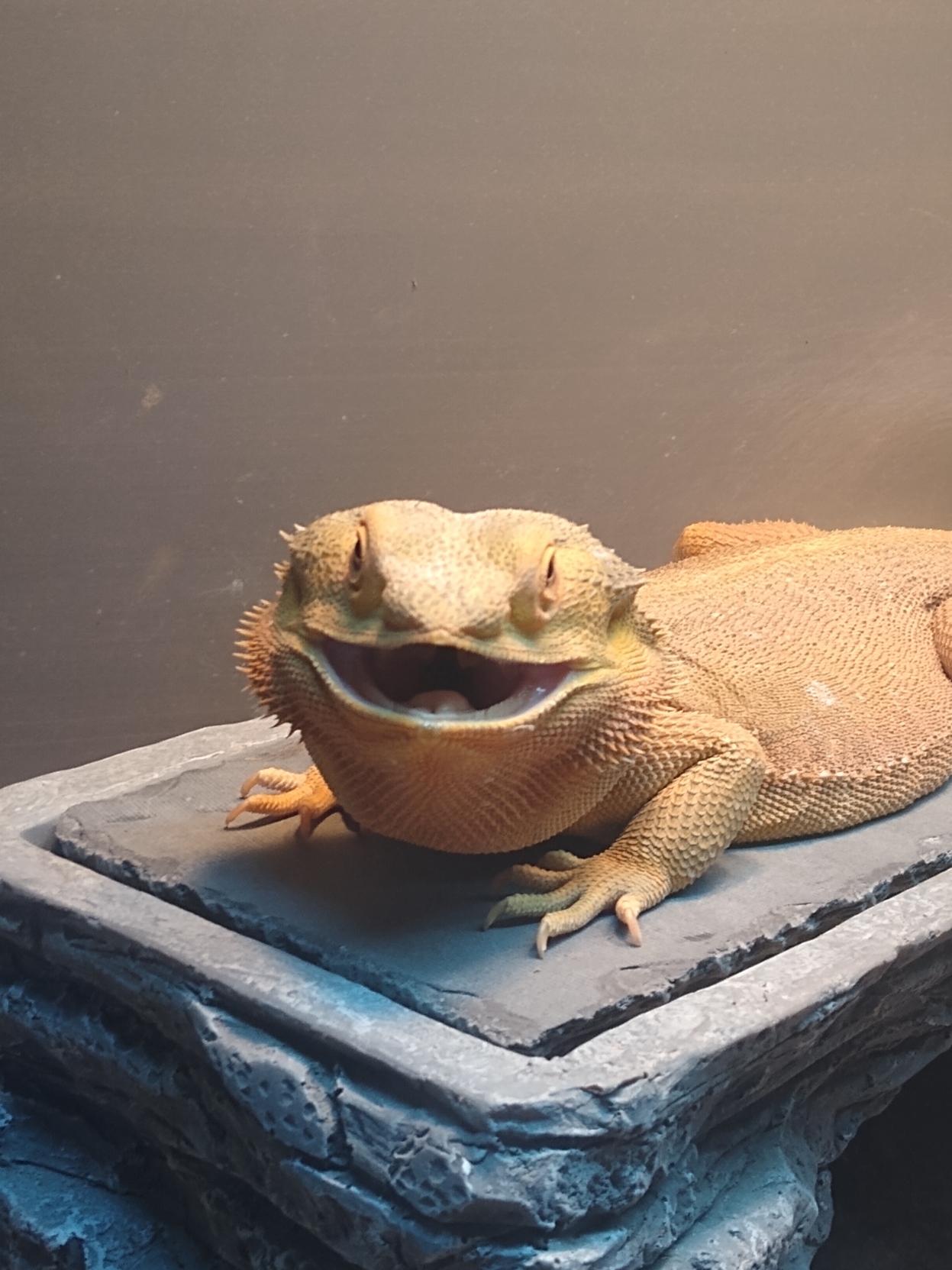 Photo of a bearded dragon looking at the camera with her mouth open while basking