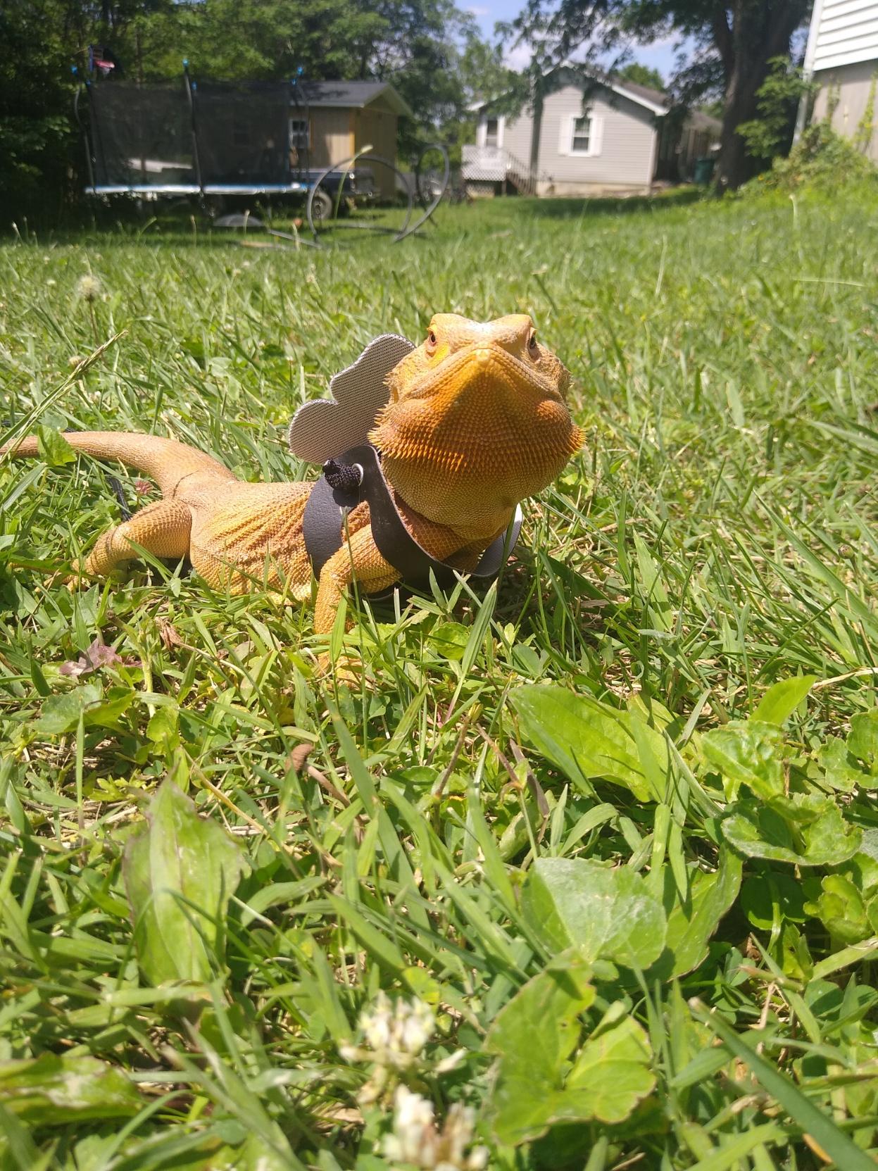 Sunshine in the back yard sitting in green grass looking at the camera